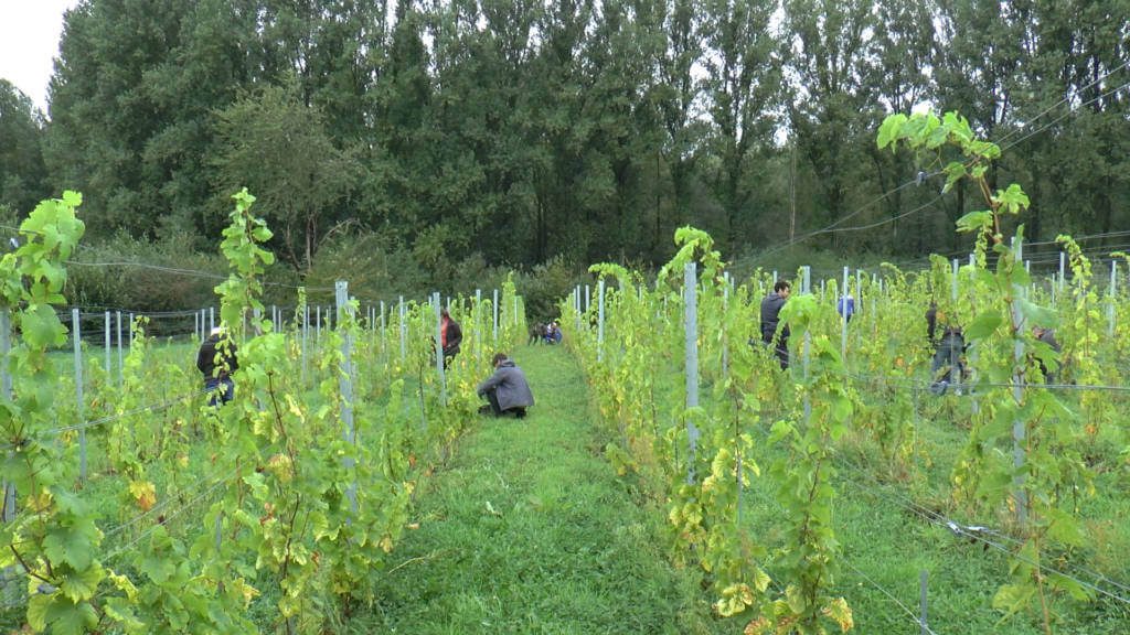 Entretien vignes