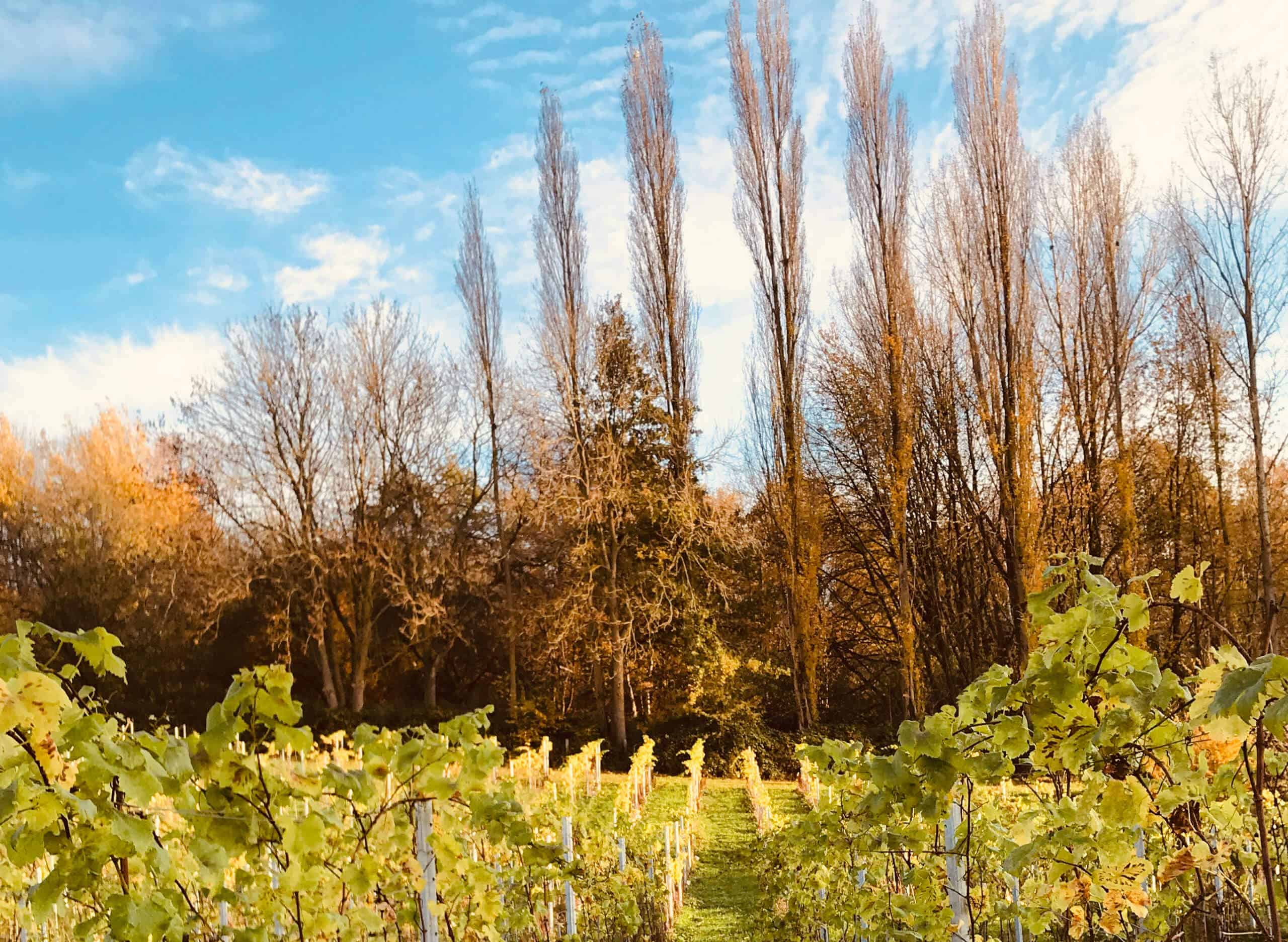 Domaine de Krayenberg