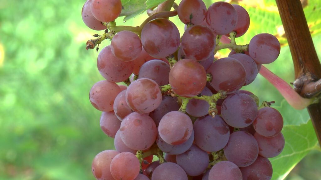 Raisins vendanges du domaine