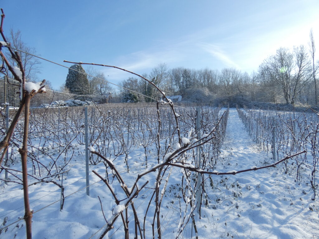 Hiver au domaine de Krayenberg - taille de la vigne