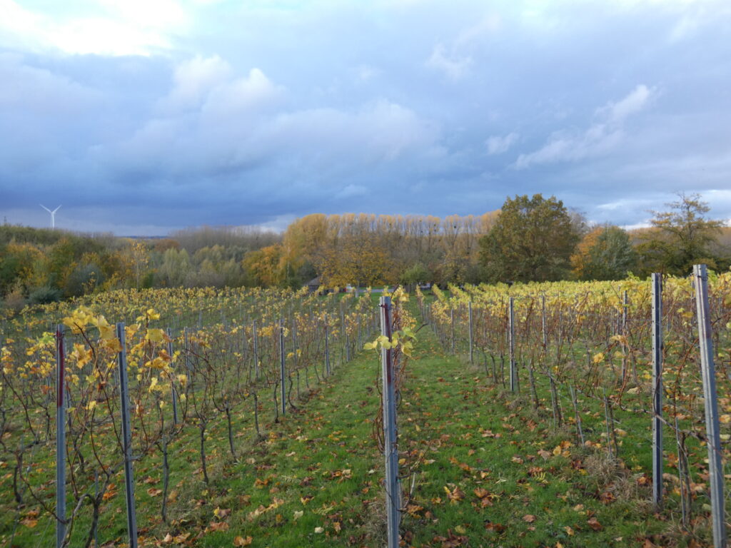 L'implantation des vignes